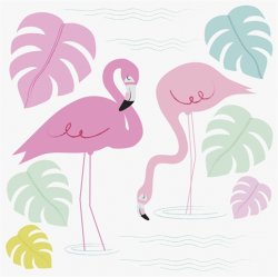 Kort födelsedag flamingo bay