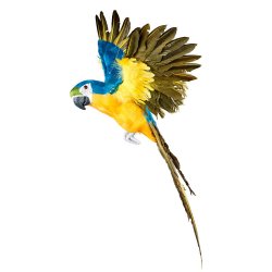 Papegoja flygande blå 40 cm