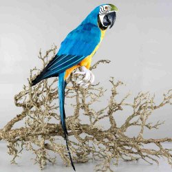 Papegoja sittandes blå 64 cm