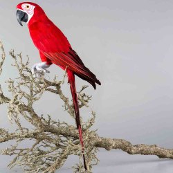 Andrahands Sortering Papegoja sittandes röd 64 cm