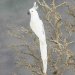 Papegoja sittandes vit 50 cm