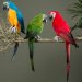 Andrahands Sortering Papegoja sittandes röd 64 cm