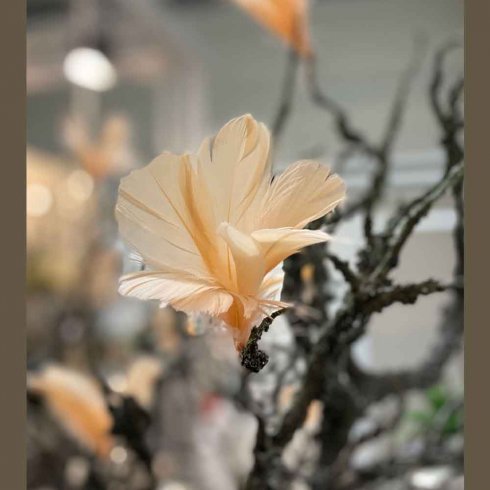 Fjäder Blomma Aprikos 12 pack