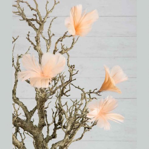 Fjäder Blomma Aprikos 12 pack