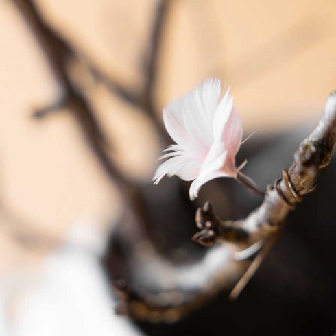 Fjäder trådad Blomma Ljusrosa 12 pack