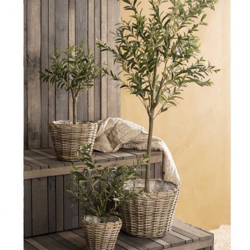 Olivbuske i kruka 67 cm