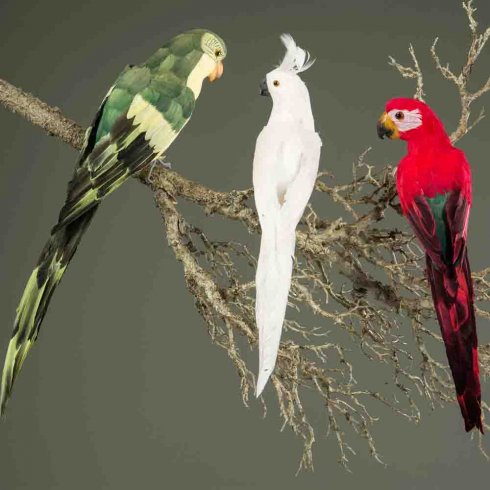 Papegoja sittandes vit 50 cm