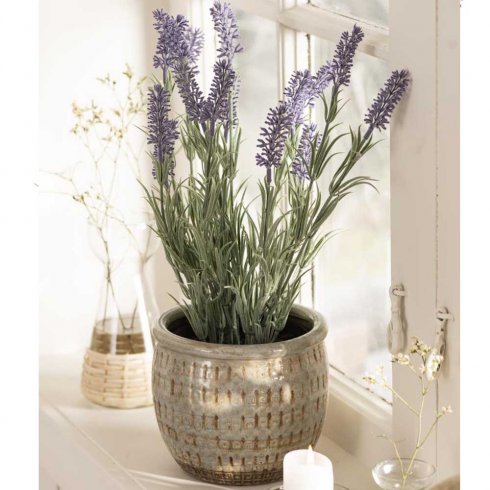 Lavendelblomma i kruka 40 cm